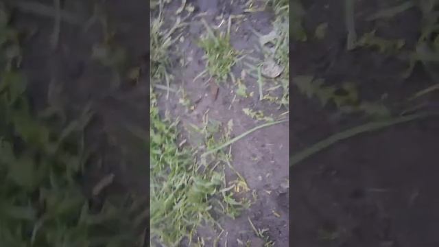 [в гости к нам насекомое добро пожаловать саранча?] САРАНЧА В ОГОРОДЕ? В ПАВЛИКЕ!!!!!?| САРАНЧА? смотреть онлайн