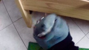 Ёжик Боря и витамины