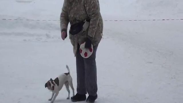 соревнования по танцам с собаками. Казань 01.03.14 смотреть онлайн