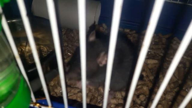 Мая крыса. 🐀🐀🐀🐀🐀🐀🐀🐀 смотреть онлайн