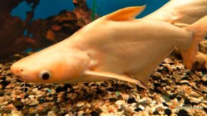 Пангасиус альбинос обыкновенный - Pangasius sutchii
