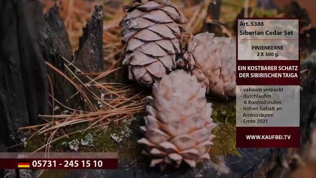 Вы должны это попробовать! Кедровый орех из самого сердца Сибири