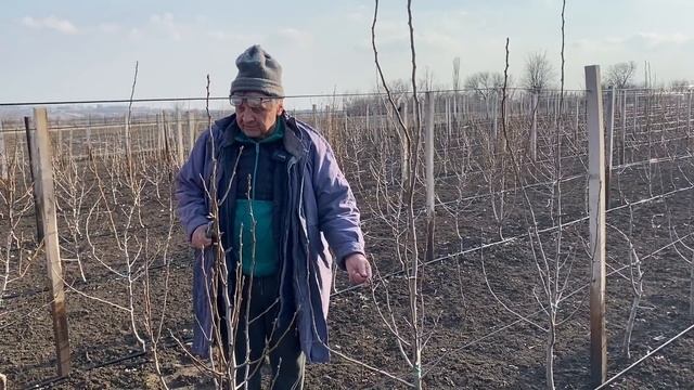 Обрезка интенсивного сада груши и яблони.