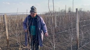 Обрезка интенсивного сада груши и яблони.