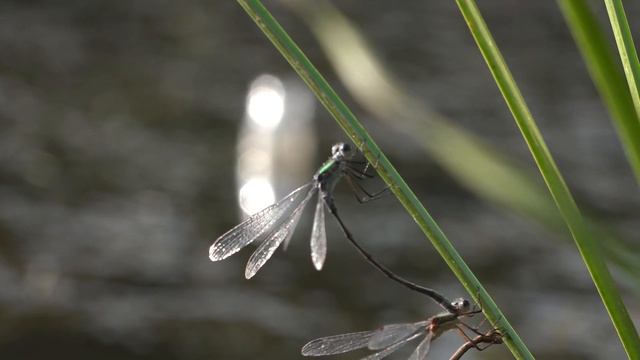 Ловись, рыбка! смотреть онлайн