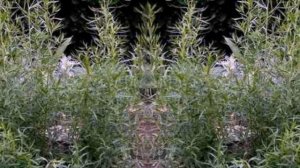 Как правильно посадить траву тархун ( эстрагон )