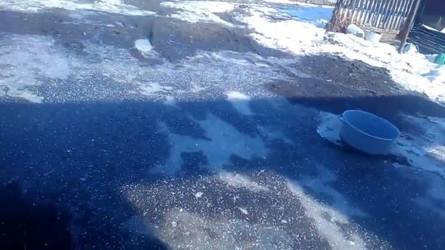 Сколько надо уток на 1 селезня смотреть онлайн