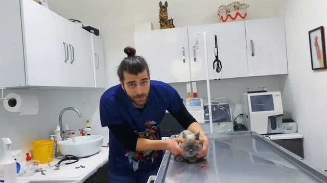 SEVİMLİLİK ABİDESİ! 😍 ( Hem Çok Şirin Hem de Uslu! ) смотреть онлайн