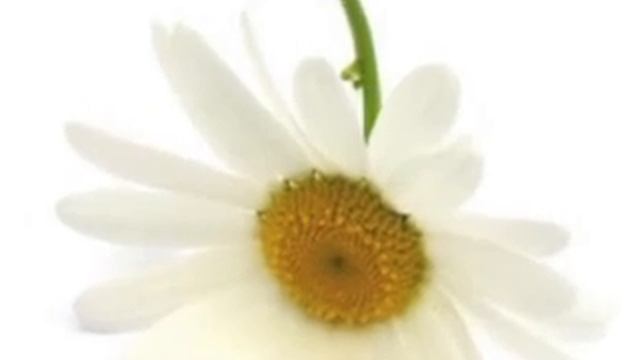 Притча о любви Ветер и Цветок смотреть онлайн