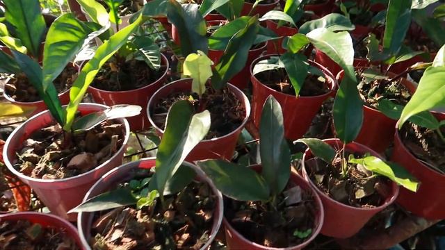 MURANG MGA ANTHURIUM SA SILANG | JIA'S GARDEN смотреть онлайн