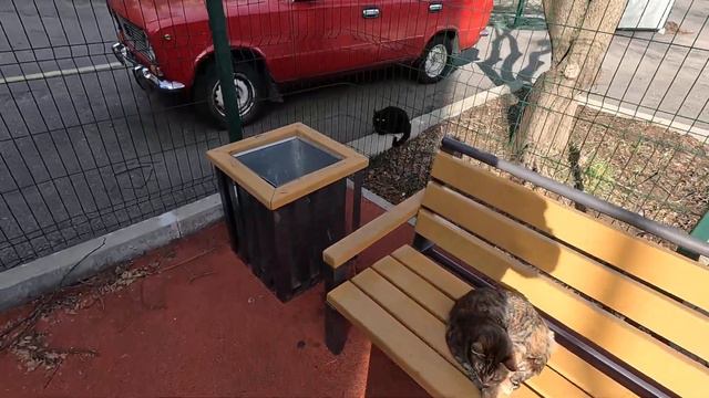 ▶️ Площадка. Рыжик не отпускает меня одного / Жизнь в Ялте смотреть онлайн