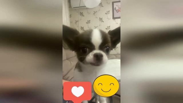 МИЛА-ЛЮБОВЬ....♥♥♥ #shorts#короткое_видео#чихуахуа #собачка #миланья смотреть онлайн