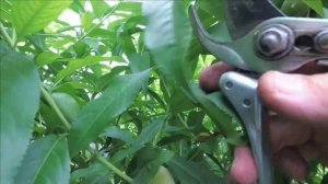 летняя обрезка персика, нектарина