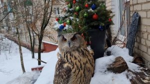 Ну и куда ты дела мой снег? Чистим балкончик совы Ёлки