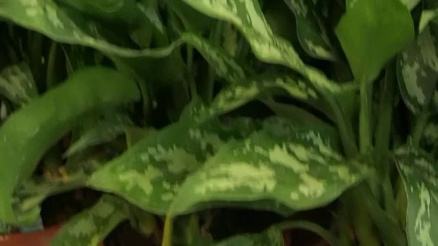 Aglaonema ´Maria´ смотреть онлайн