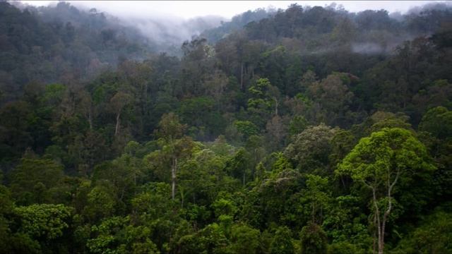 CHIMPANZEE VS ORANGUTAN - Who Would Win A Fight?