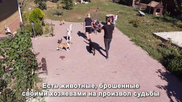 Пример работы. Приют для животных смотреть онлайн