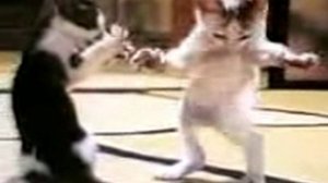 Прикольные танцы кошек!!! dancing cats. Коты танцуют