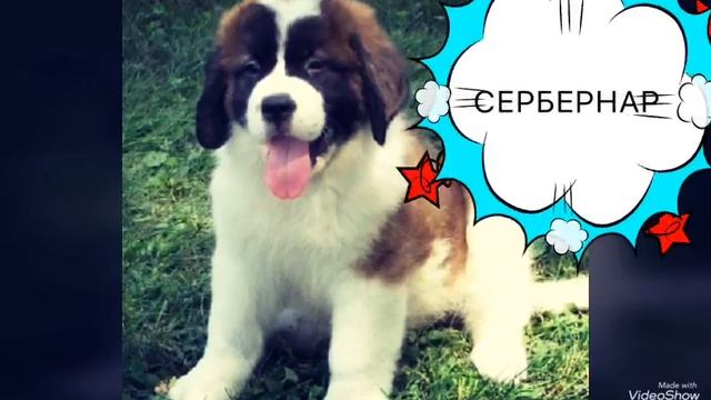 САМЫЕ КРАСИВЫЕ ПОРОДЫ СОБАК (2 ЧАСТЬ) смотреть онлайн