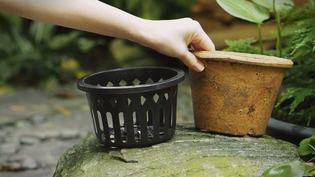 ANTHURIUM Care & Tips | Queen Anthurium Warocqueanum & Anthurium Regale speaks out смотреть онлайн