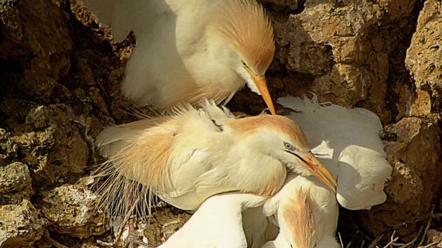 Cattle Egret - Koereiger - ( Strange Mating ) смотреть онлайн