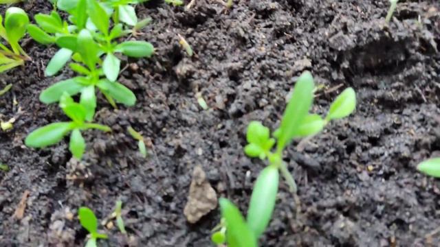 Апрельские видео. Рассада. Дача смотреть онлайн