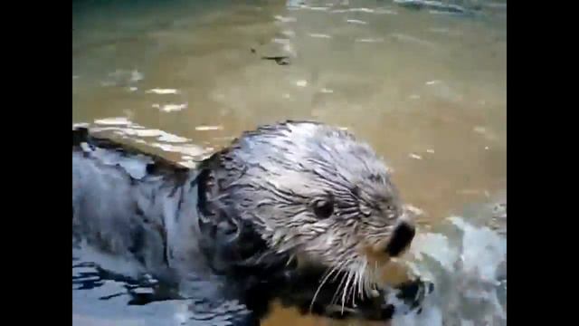 otter Выдра смотреть онлайн
