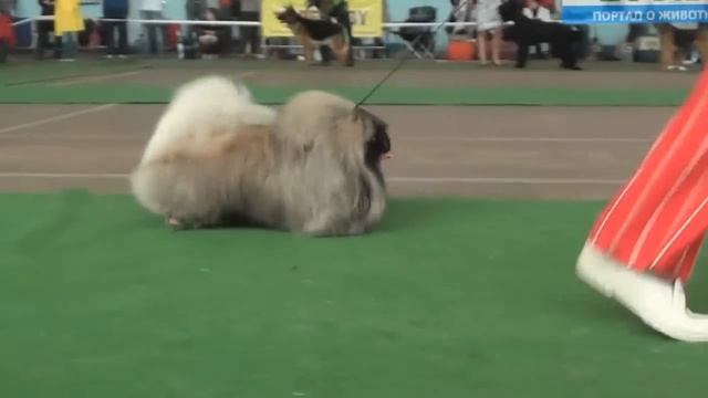 Best in Show. "Минск 2012" смотреть онлайн