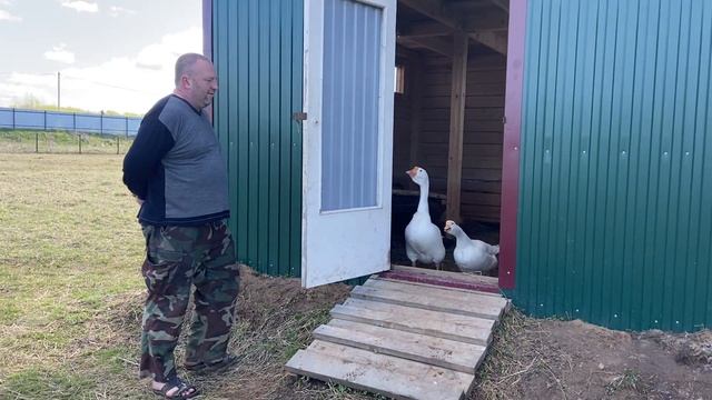 РАЗВЕДЕНИЕ КРОЛИКОВ В ВОЛЬЕРАХ. ЧАСТЬ 3 смотреть онлайн