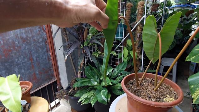 Last Week's Plant Haul смотреть онлайн