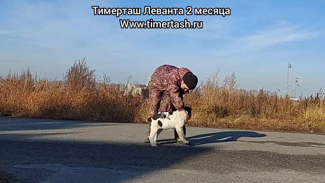 ТИМЕРТАШ ЛЕВАНТА (резерв питомника) 2 месяца щенок среднеазиатская овчарка алабай alabai top dog смотреть онлайн