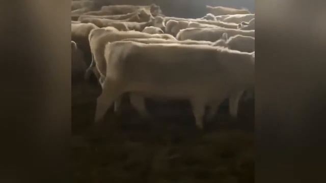 Коровы Шароле. Быки и коровы. КРС. МЭЦ. Ферма. КФХ. Продажа. смотреть онлайн