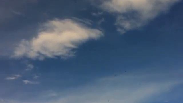Migrations with Meiller: counting eagles смотреть онлайн
