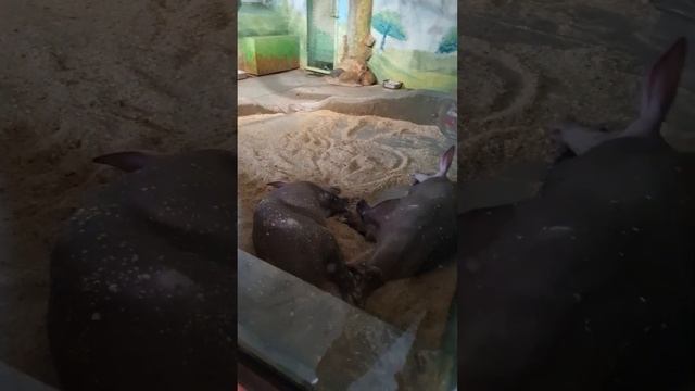 Екатеринбург - зоопарк.