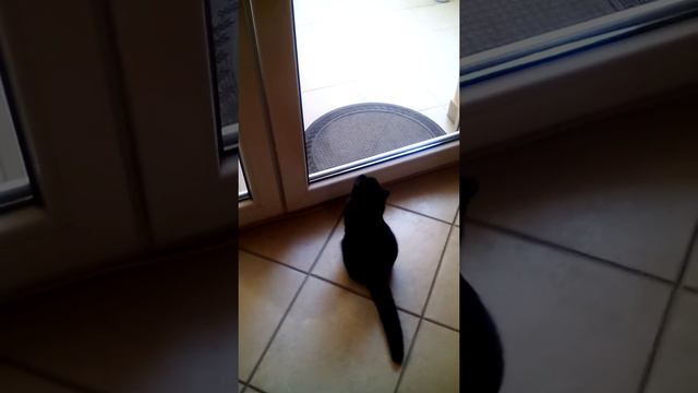 ✫Пума и жук ✫✫Puma and beetle✫ смотреть онлайн