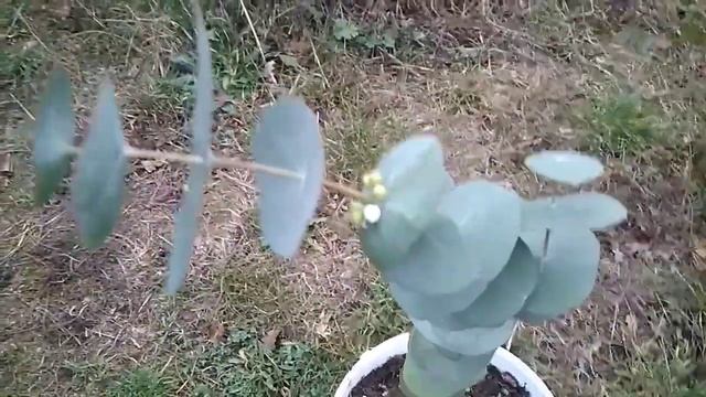 Эвкалипт (Eucalyptus perriniana) смотреть онлайн