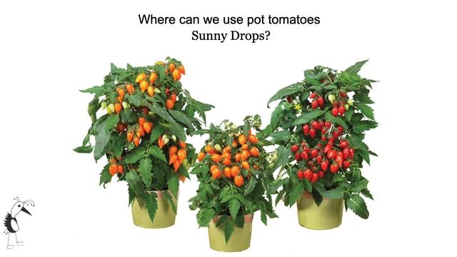 Prudac Tomato Det. Sunny Drops™ F1 Tomatoes Youtube