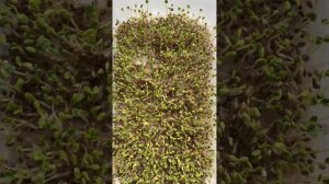 Самый простой способ вырастить микрозелень из семян чиа дома