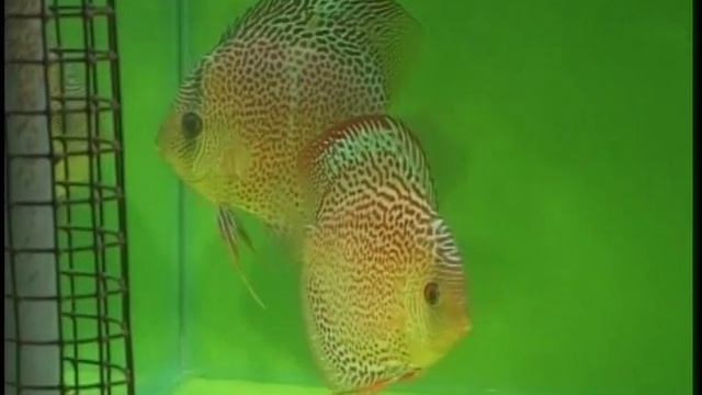 разведение дискусов