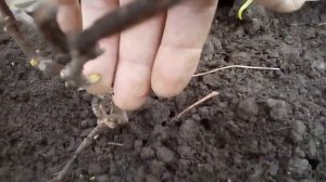 ВИНОГРАД, ПОД УКРЫТИЕМ ЗАМЕДЛЯЕТСЯ РОСТ ПОЧЕК ВЕСНОЙ ,ПОЧЕМУ?