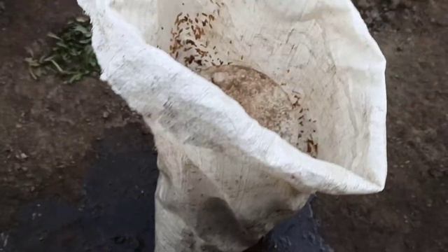 ПРОРАЩИВАНИЯ ЗЕРНА, САМЫЙ ПРОСТОЙ СПОСОБ. смотреть онлайн