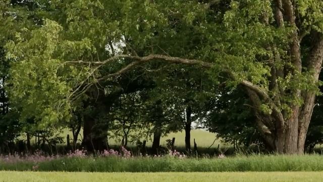 Musica Per Smettere Di Pensare E Calmare La Mente. Video Rilassante... смотреть онлайн