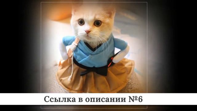ТОПЧИК Товаров для кошек из китая #3 смотреть онлайн