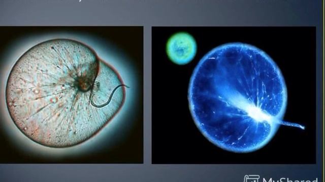 НЕВЕРОЯТНЫЕ, СКАЗОЧНЫЕ ЯВЛЕНИЯ ПРИРОДЫ, биолюминисцентные организмы смотреть онлайн