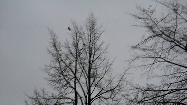 Скворцы в Питере 23.12.2011 смотреть онлайн