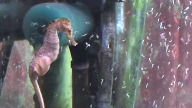 Seahorse gives birth, Seahorse having babies, giving birth,Sid смотреть онлайн