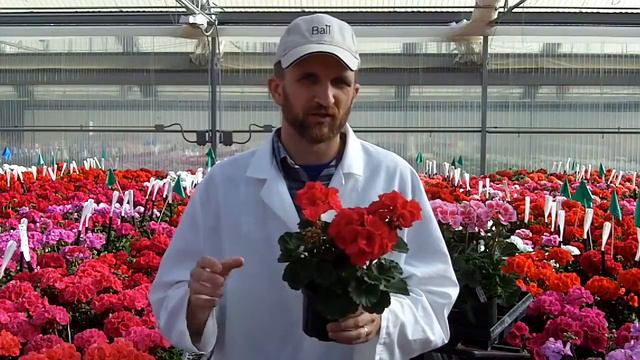 Culture tips for Presto Zonal Geranium смотреть онлайн