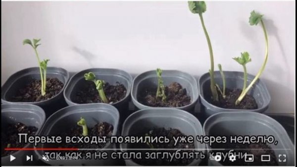 Ранункулюс - сеянцы и клубни, различия, от всходов до цветения.