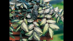 Пеллиония : уход в домашних условиях, пересадка и выращивание