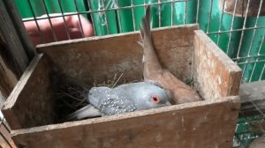 Бриллиантовая горлица. Diamond turtle dove.